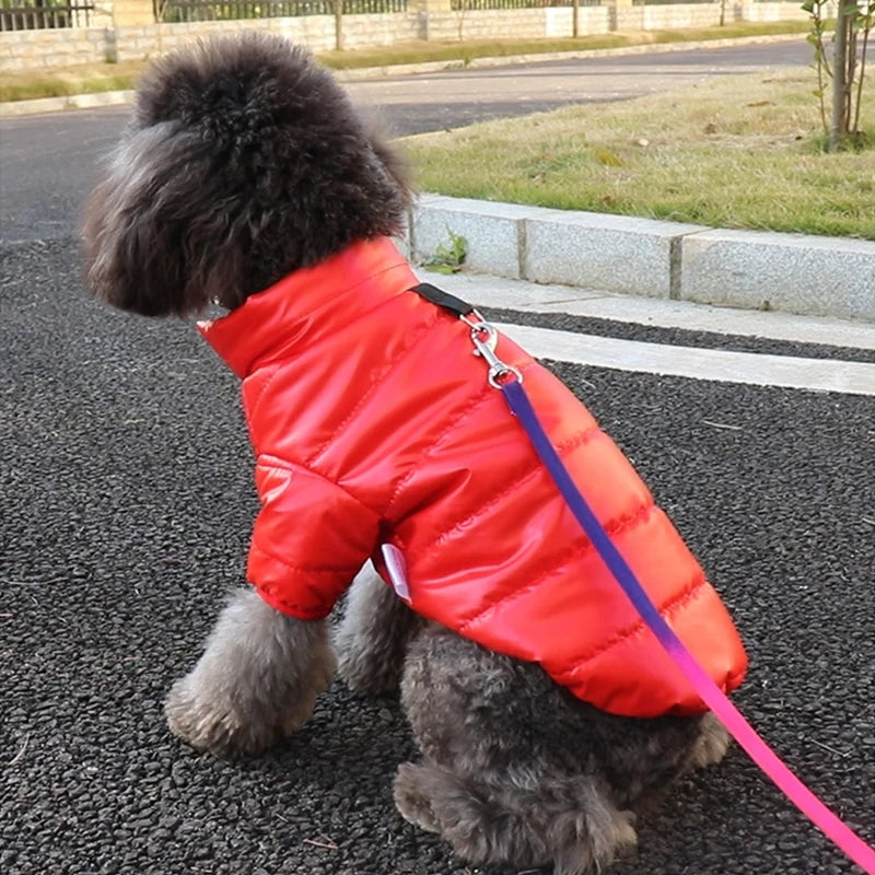 Rave winter Coat – Waterproof Puppy Jacket for Medium Dogs